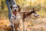 Un Husky Sibérien tenu en laisse aux côtés d'un Dalmatien