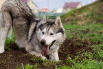 Un Husky Sibérien en train de creuser un trou dans le jardin