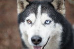 Vue proche de la tête d'un Husky aux yeux vairons