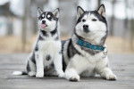 Portrait d'une femelle Husky et son chiot 