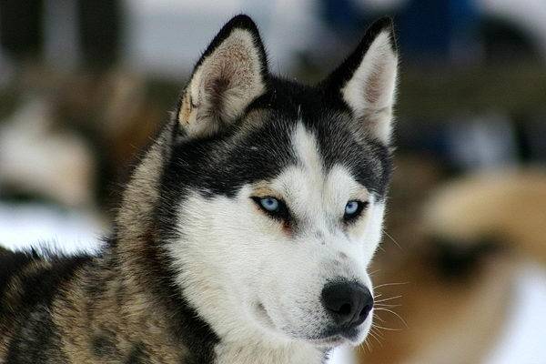 Shadow - Husky Sibérien