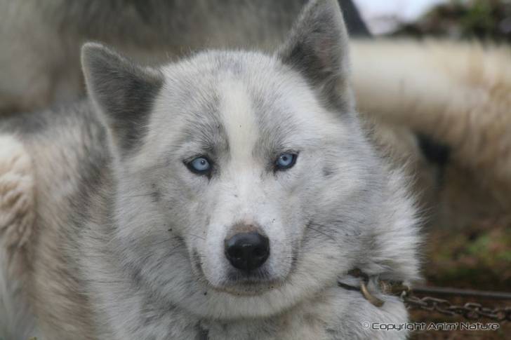 vanille - Husky Sibérien (3 ans)