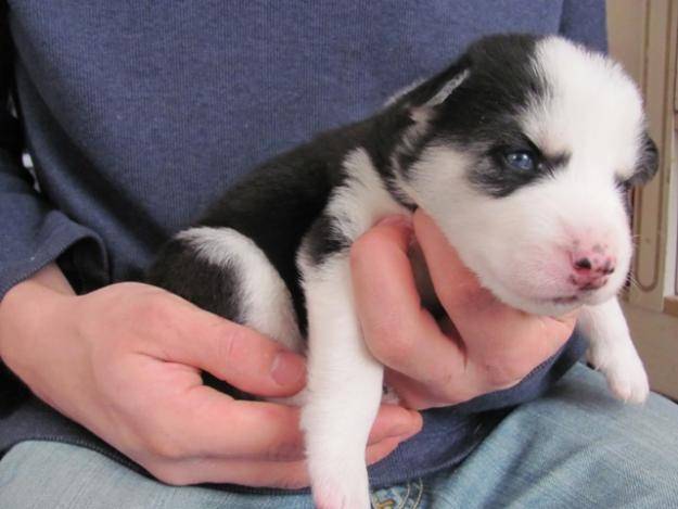 Kira - Husky Sib&eacute;rien (1 mois)