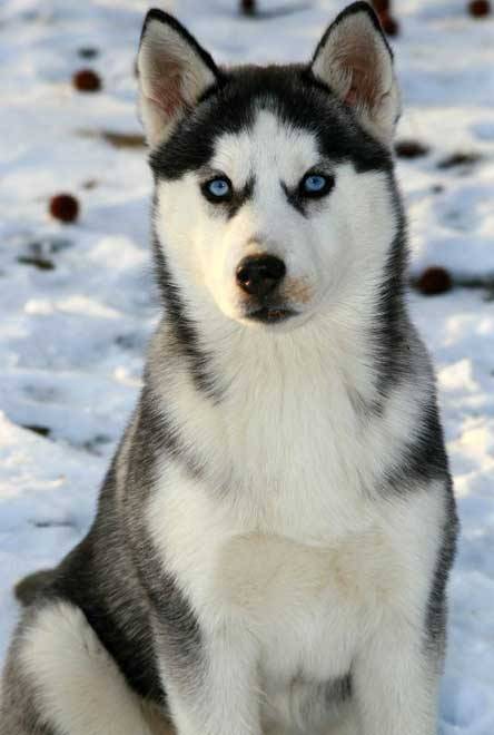 reyla - Husky Sibérien (7 ans)