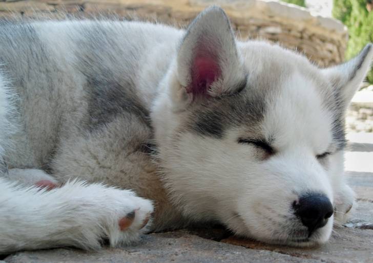 COLO - Husky Sibérien (11 mois)