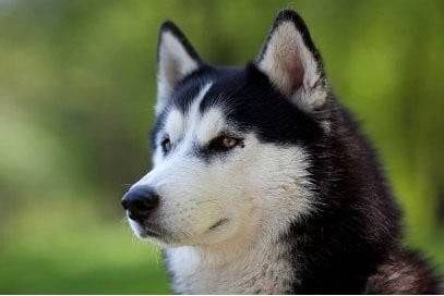 Husky - Husky Sibérien (11 mois)