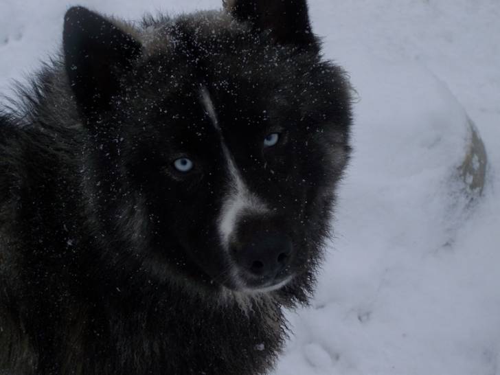 Ti-Pé - Husky Sibérien