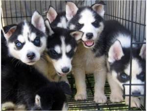porté de Kali - Husky Sibérien