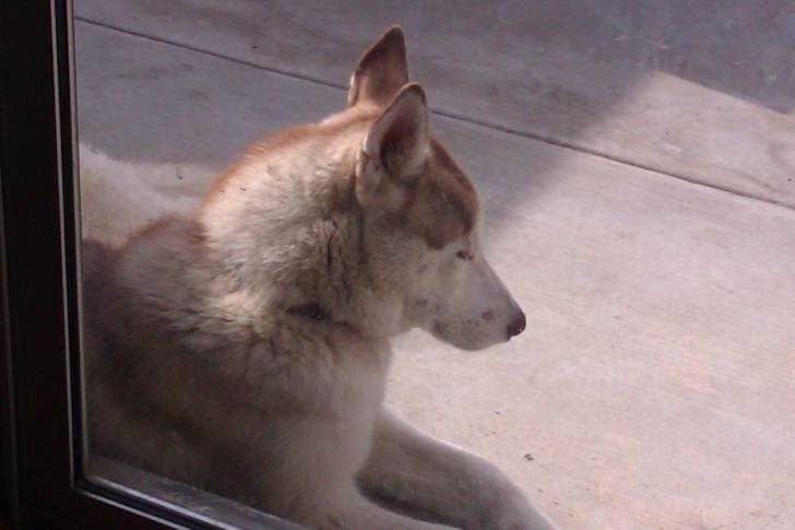 Archie - Husky Sibérien Mâle (1 an)