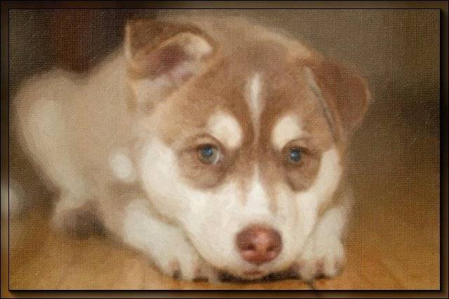 Furia - Husky Sibérien