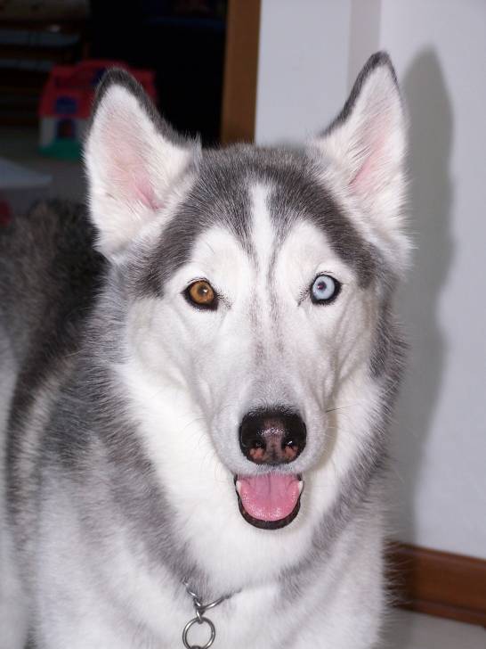 Husky - Husky Sibérien Mâle (2 ans)