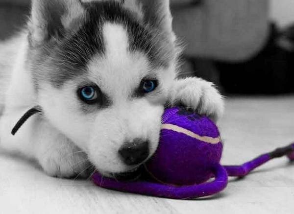 Bébé Husky - Husky Sibérien (1 mois)