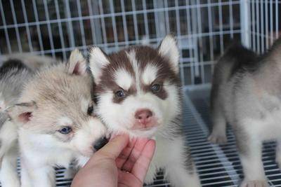Milo - Husky Sibérien Mâle (1 mois)