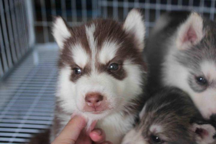 Milo - Husky Sibérien Mâle (1 mois)
