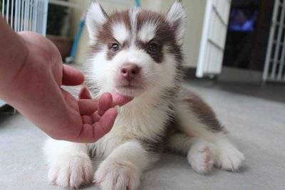 Milo - Husky Sibérien Mâle (1 mois)