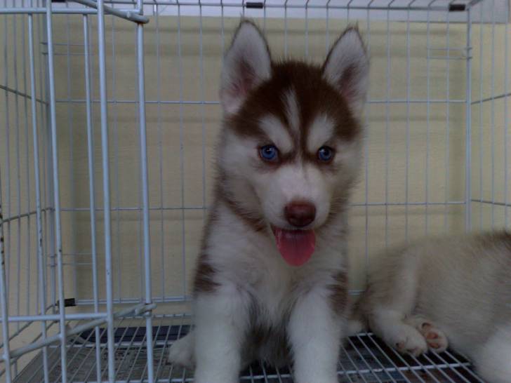 Milo - Husky Sibérien Mâle (2 mois)