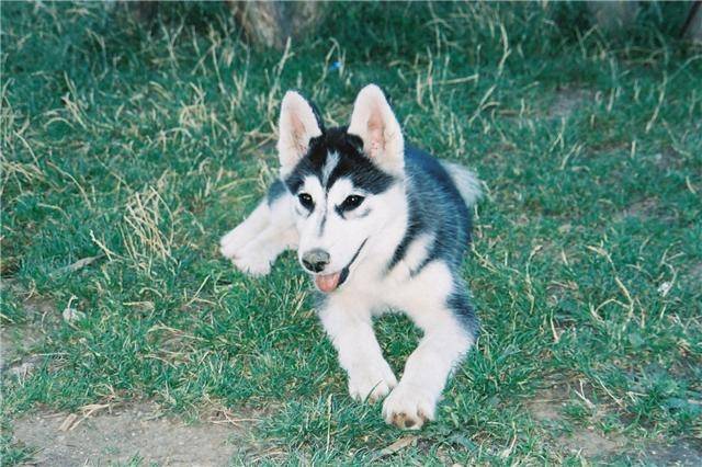 Calois - Husky Sibérien (2 ans)