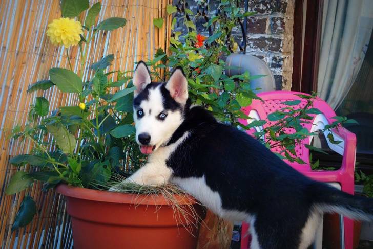 obi-wan - Husky Sibérien Mâle (3 mois)