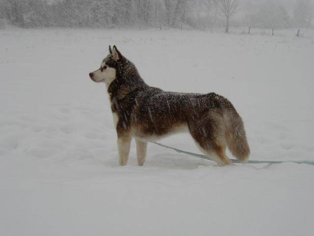 siberian husky soky - Husky Sibérien