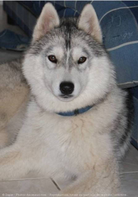 endrow - Husky Sibérien Mâle (2 mois)