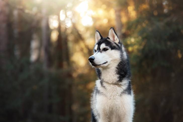 Un Husky Sibérien assis dans les bois