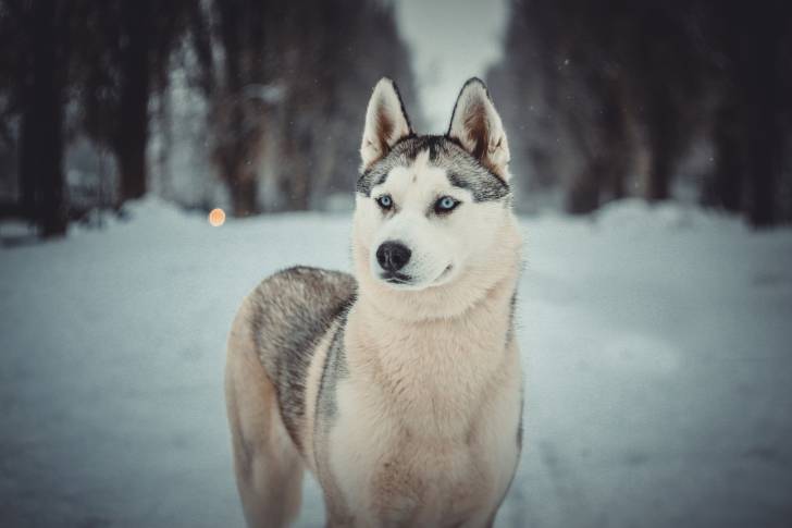 Un Husky Sibérien debout au milieu d'une route enneigée 