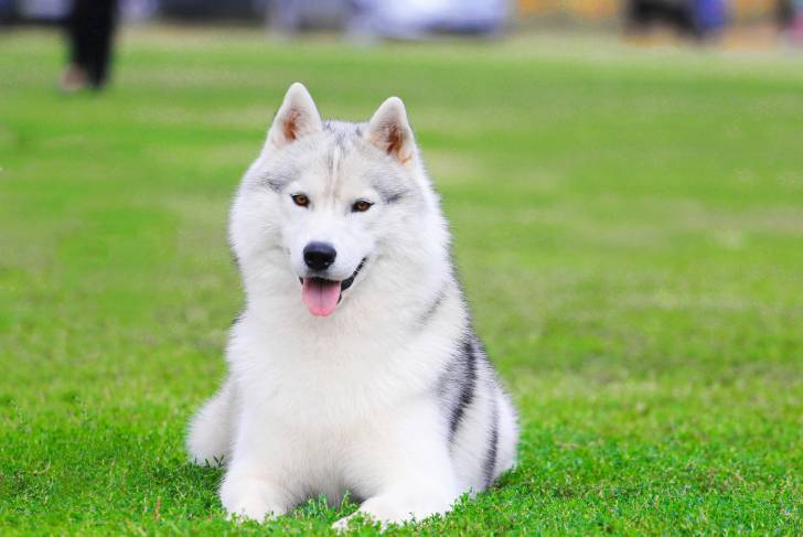 Un Husky Sibérien blanc allongé sur du gazon