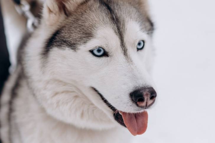 Un Husky Sibérien vu de très près