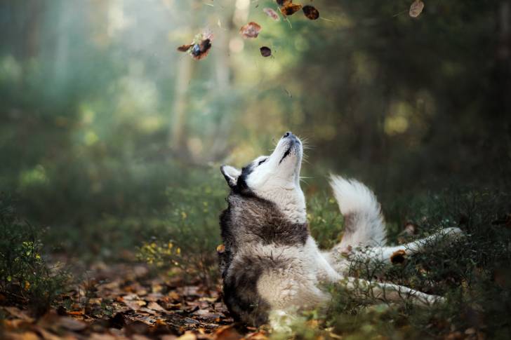 Un Husky Sibérien qui se roule dans des feuilles