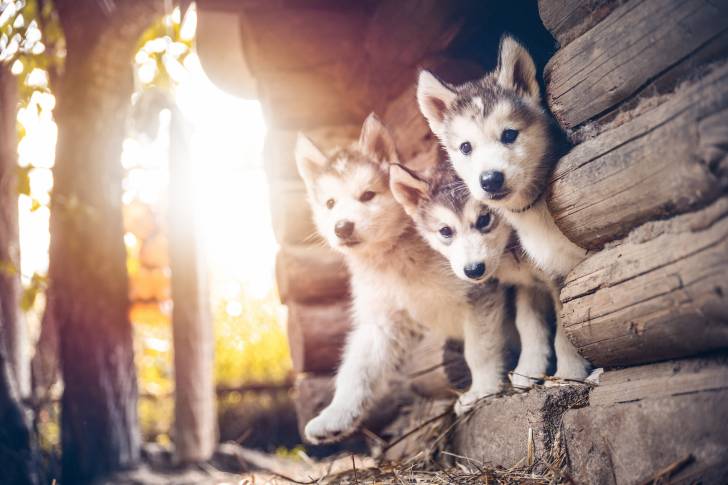 Des chiots Huskys Sibériens qui se tiennent à l'entrée d'une niche en bois