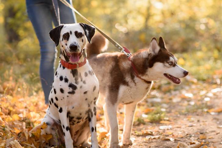 Un Husky Sibérien tenu en laisse aux côtés d'un Dalmatien