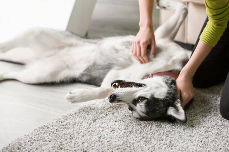 Un Husky Sibérien est allongé sur le dos et se fait caresser par sa propriétaire 