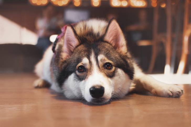 Un Husky Sibérien allongé sur un parquet