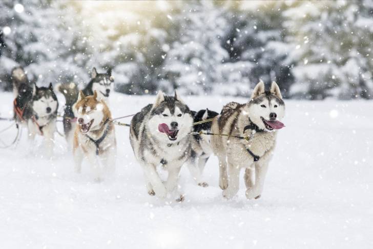 Des Huskys Sibériens qui conduisent un traîneau 