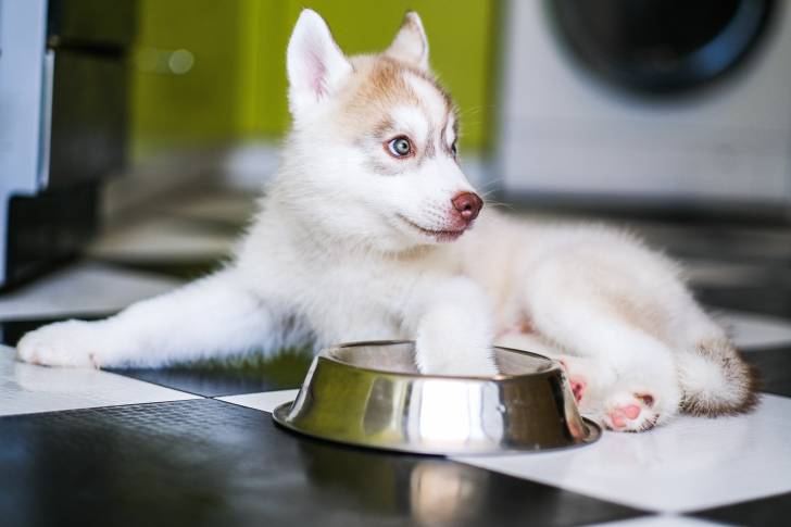 Un chiot Husky Sibérien allongé près de sa gamelle