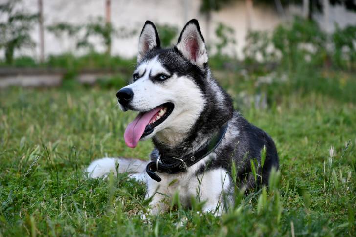 Un Husky Sibérien allongé dans un jardin