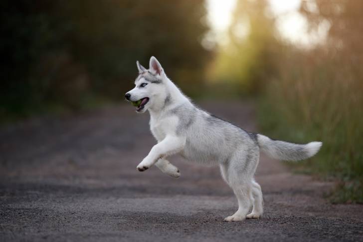 Un chiot Husky Sibérien 