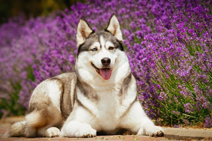 Photo Husky Sibérien