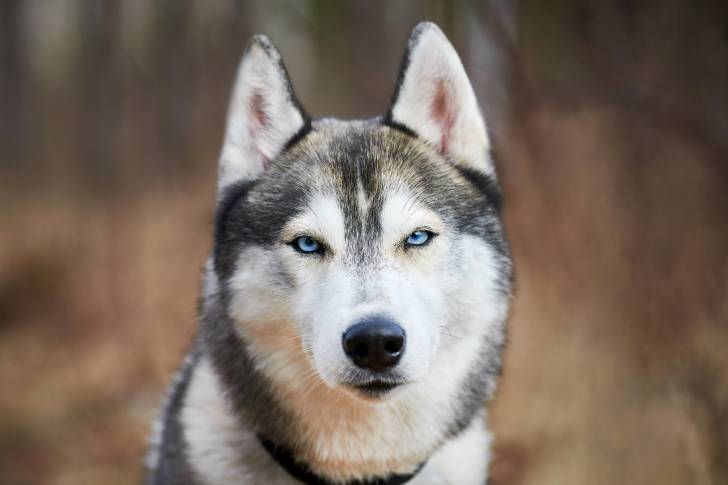 Photo Husky Sibérien