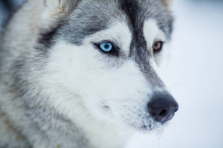 Photo Husky Sibérien