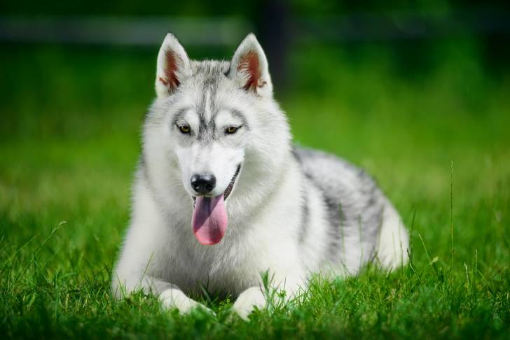 Photo Husky Sibérien