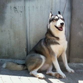 Jake - Husky Sibérien Mâle (2 ans)