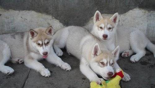 Alex, Caesar, Lance - Husky Sibérien Mâle (3 mois)