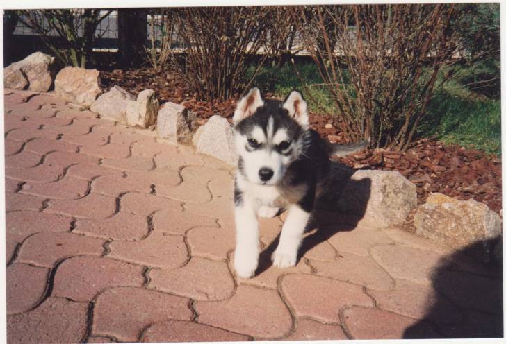GOLIATH - Husky Sibérien Mâle (3 mois)