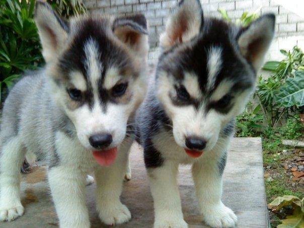 Lola and Kayla - Husky Sibérien (10 mois)