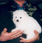 Guizmo 2 mois - Volpino (2 mois)