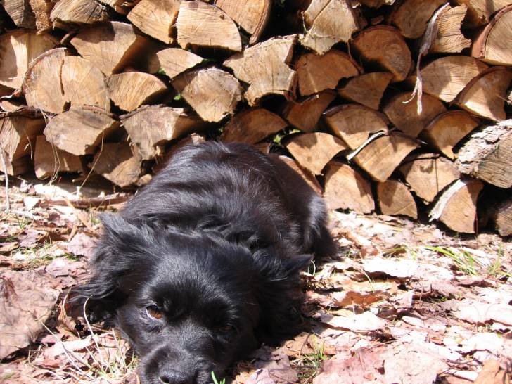 Fanny - Volpino (5 ans)