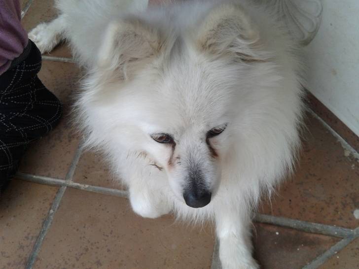 tilly - Volpino (7 ans)