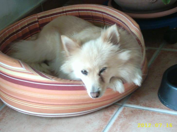 lili - Volpino (6 ans)