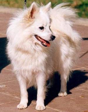Spitz Italien - Volpino